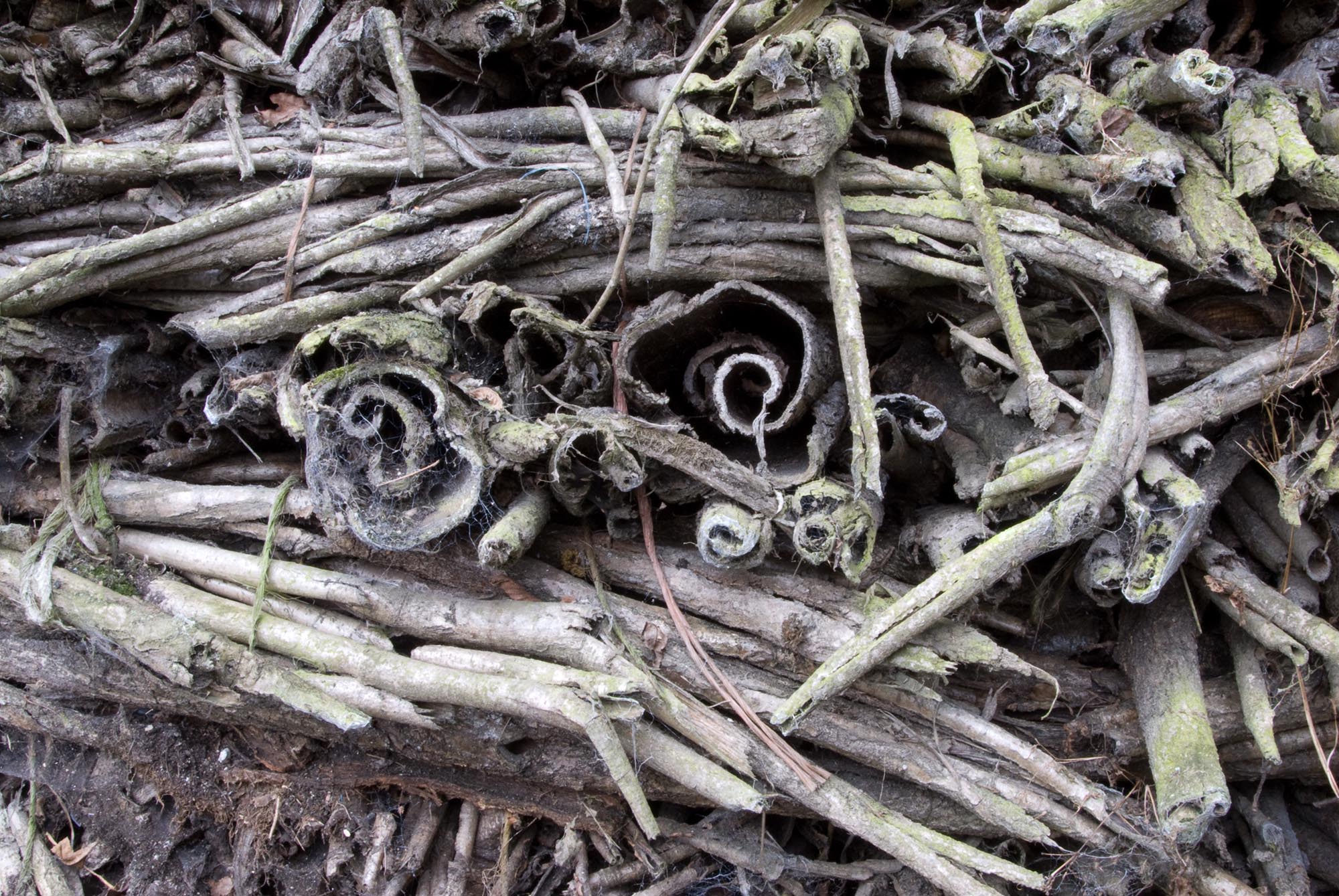 A close-up view of a pile of dry, weathered sticks and twigs, some of which are curled and covered in patches of greenish moss or lichen.